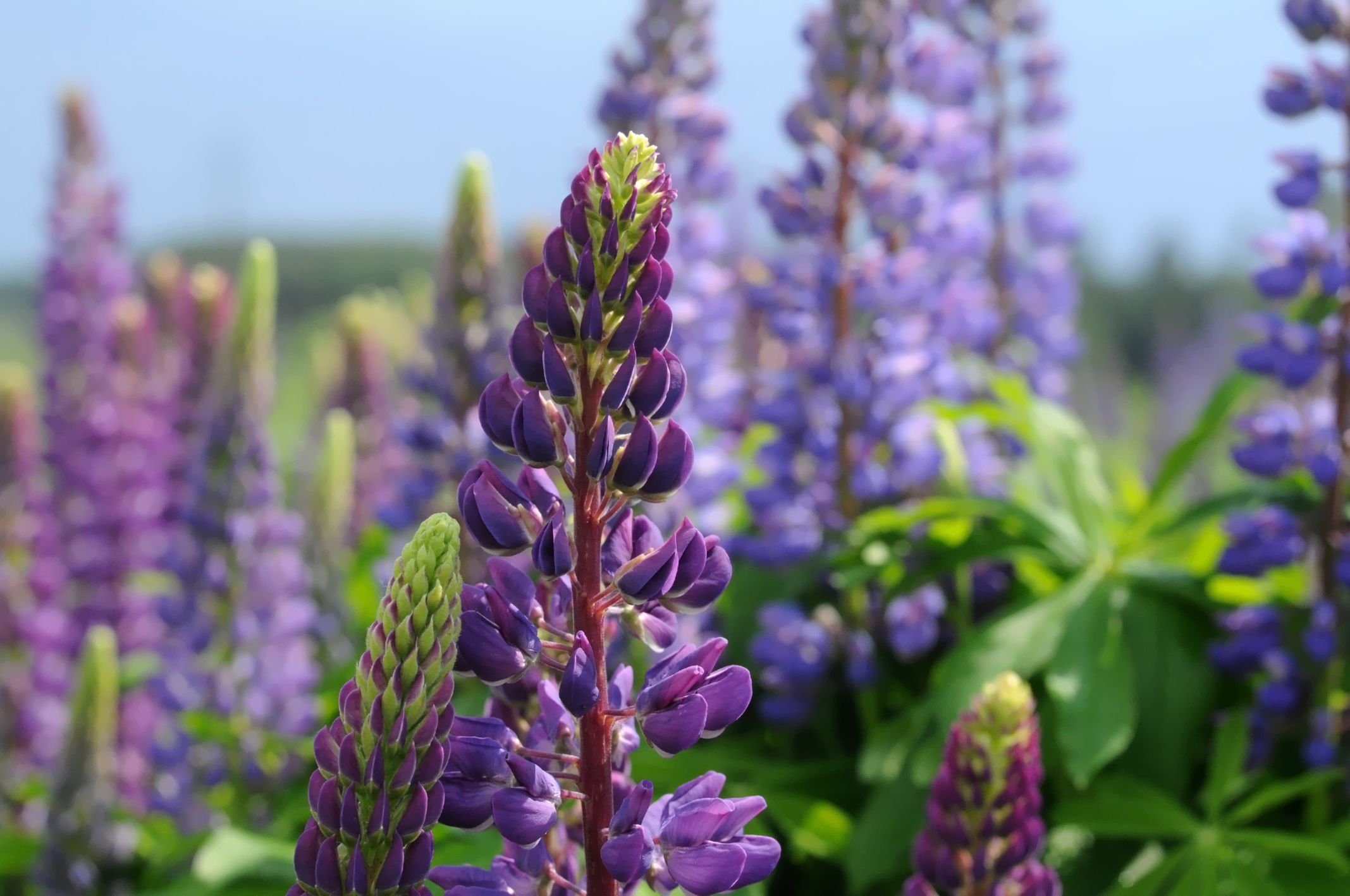 Lupine