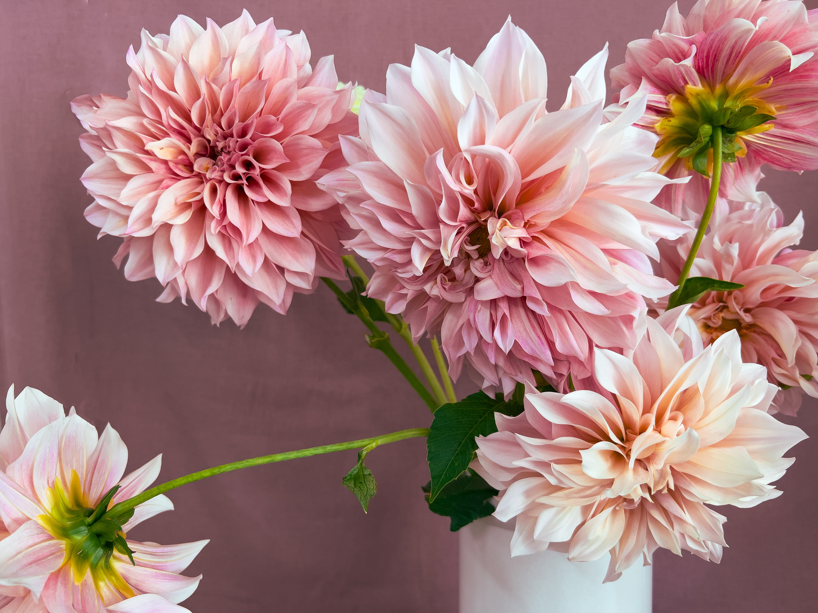 'Cafe au Lait' Dahlia Bouquet